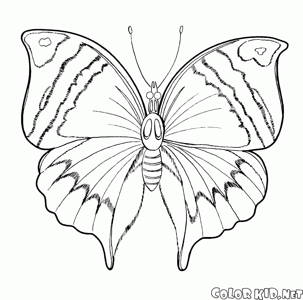 Dibujo Para Colorear Mariposa De Primavera