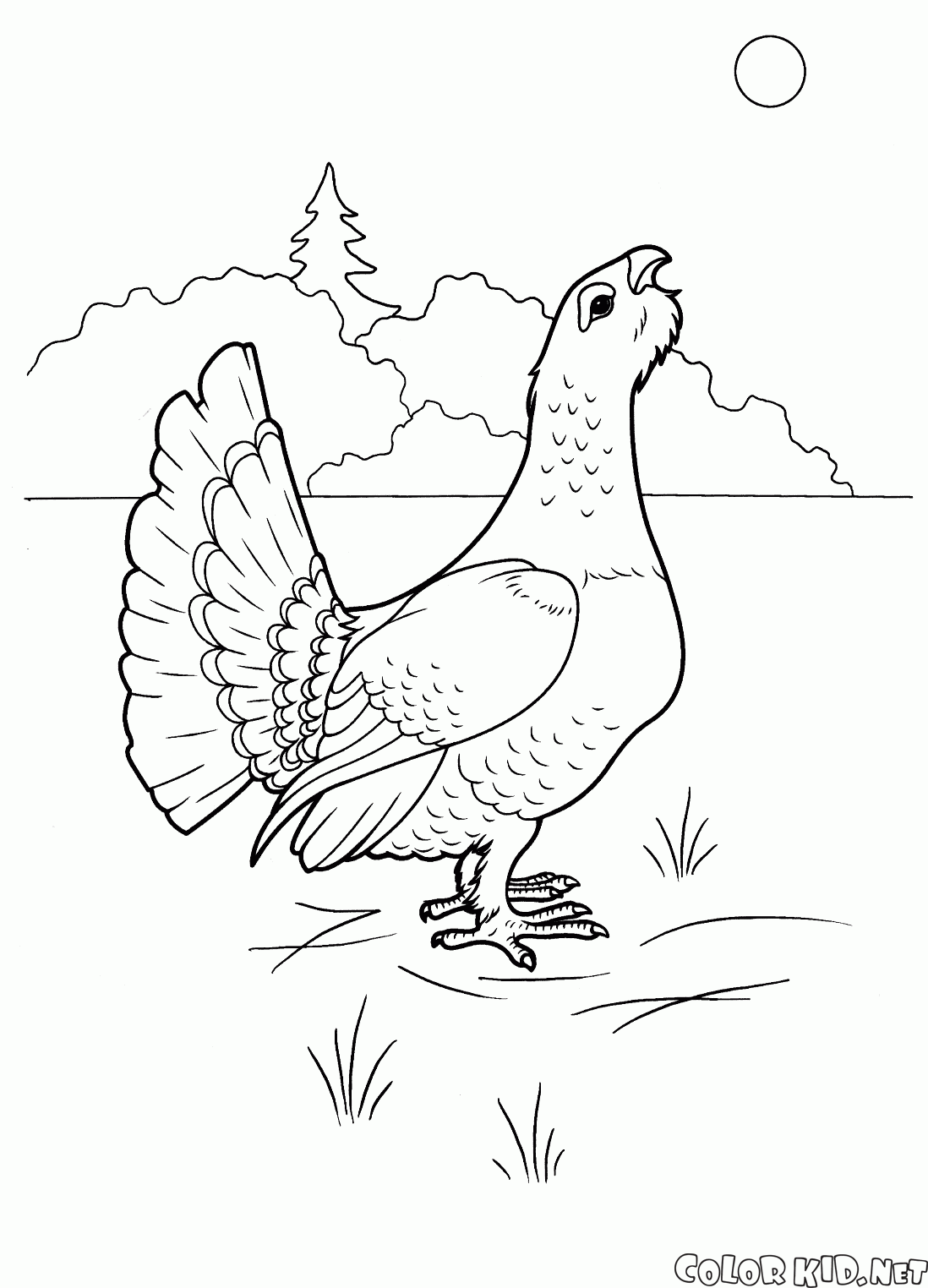 Colorear Aves, dibujo jilguero