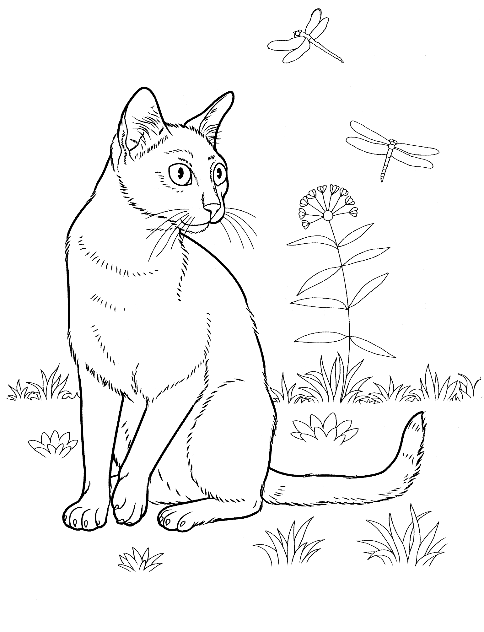 Dibujo para colorear - Gato de Bombay