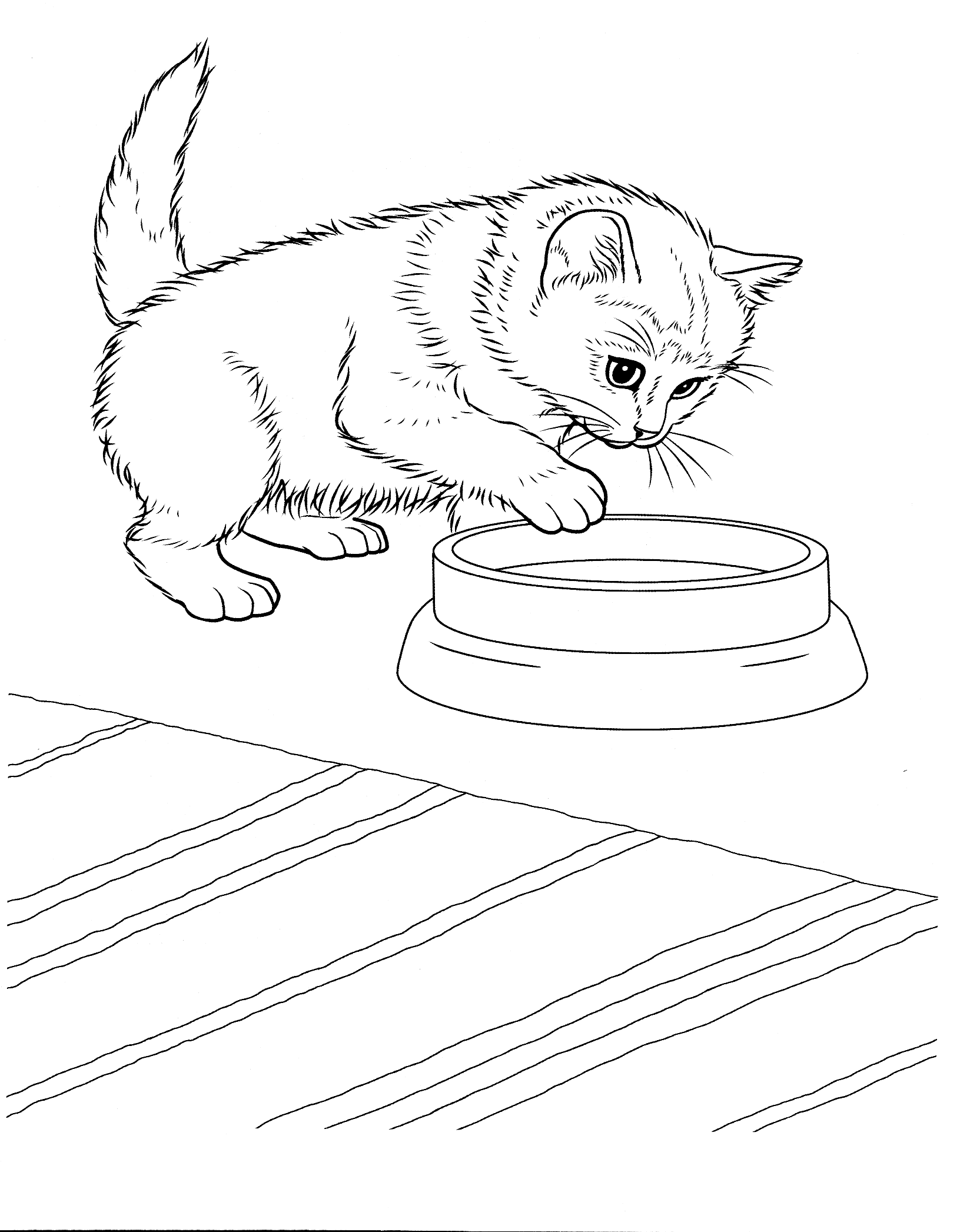 Dibujo para colorear - Gato javanés