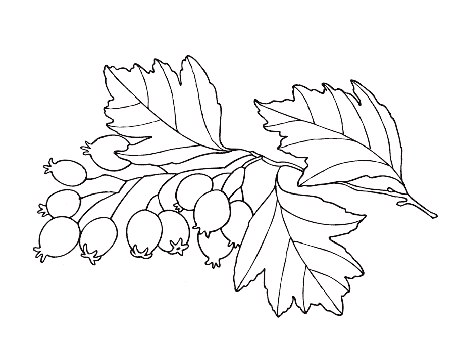 Dibujo para colorear - Hawthorn