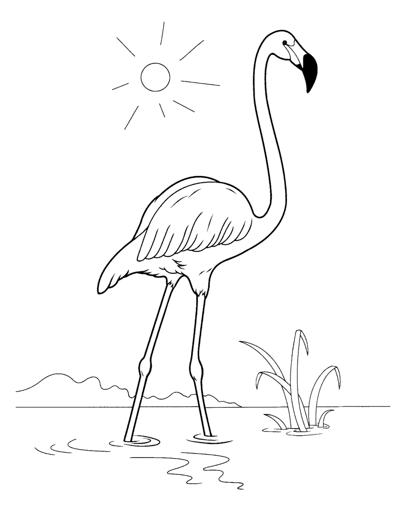 Dibujo Para Colorear Flamingo