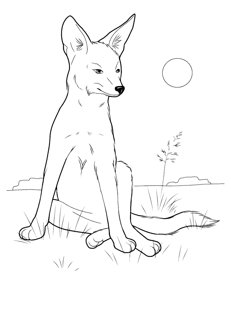 Dibujo para colorear - Coyote