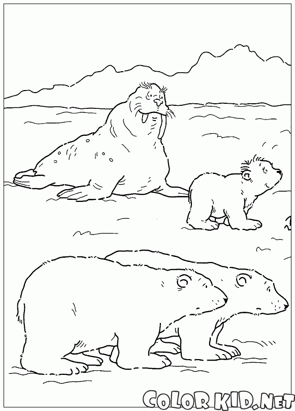 Morsa y osos