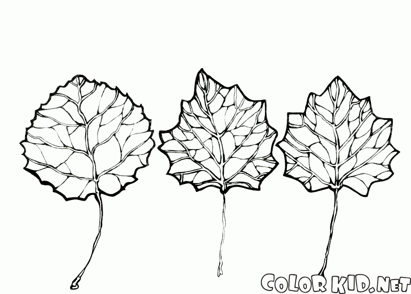 Las hojas de álamo