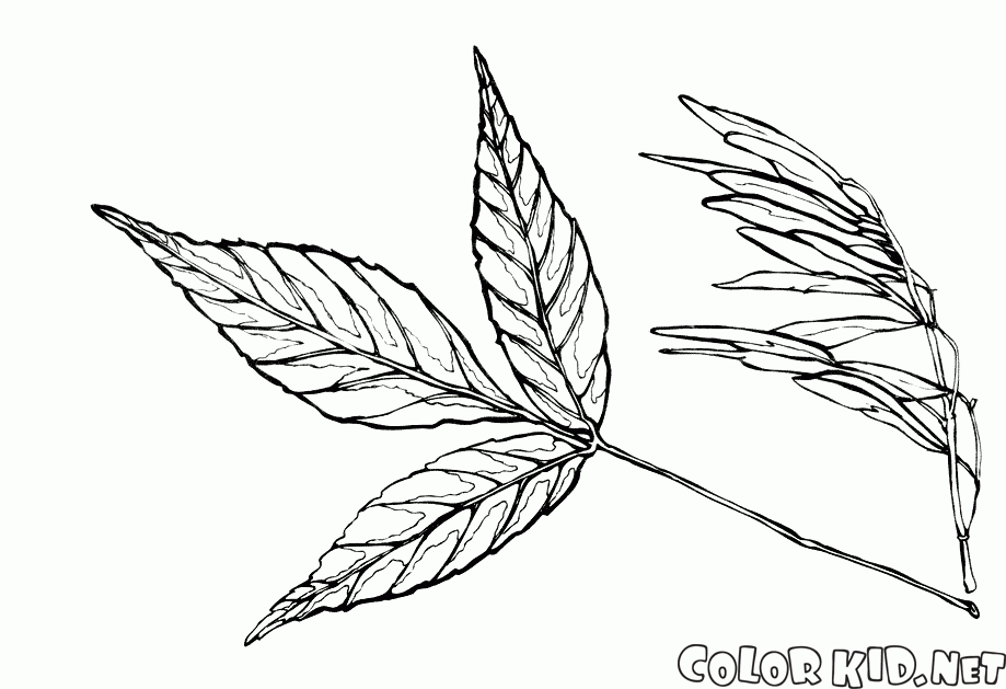 Leaf y las semillas de ceniza