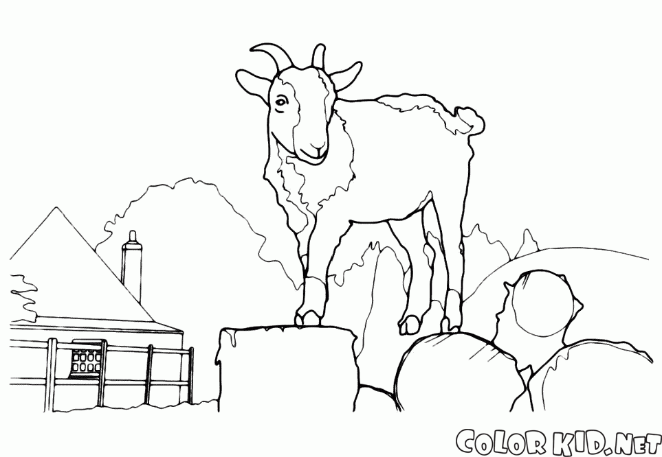 Cabra gigante