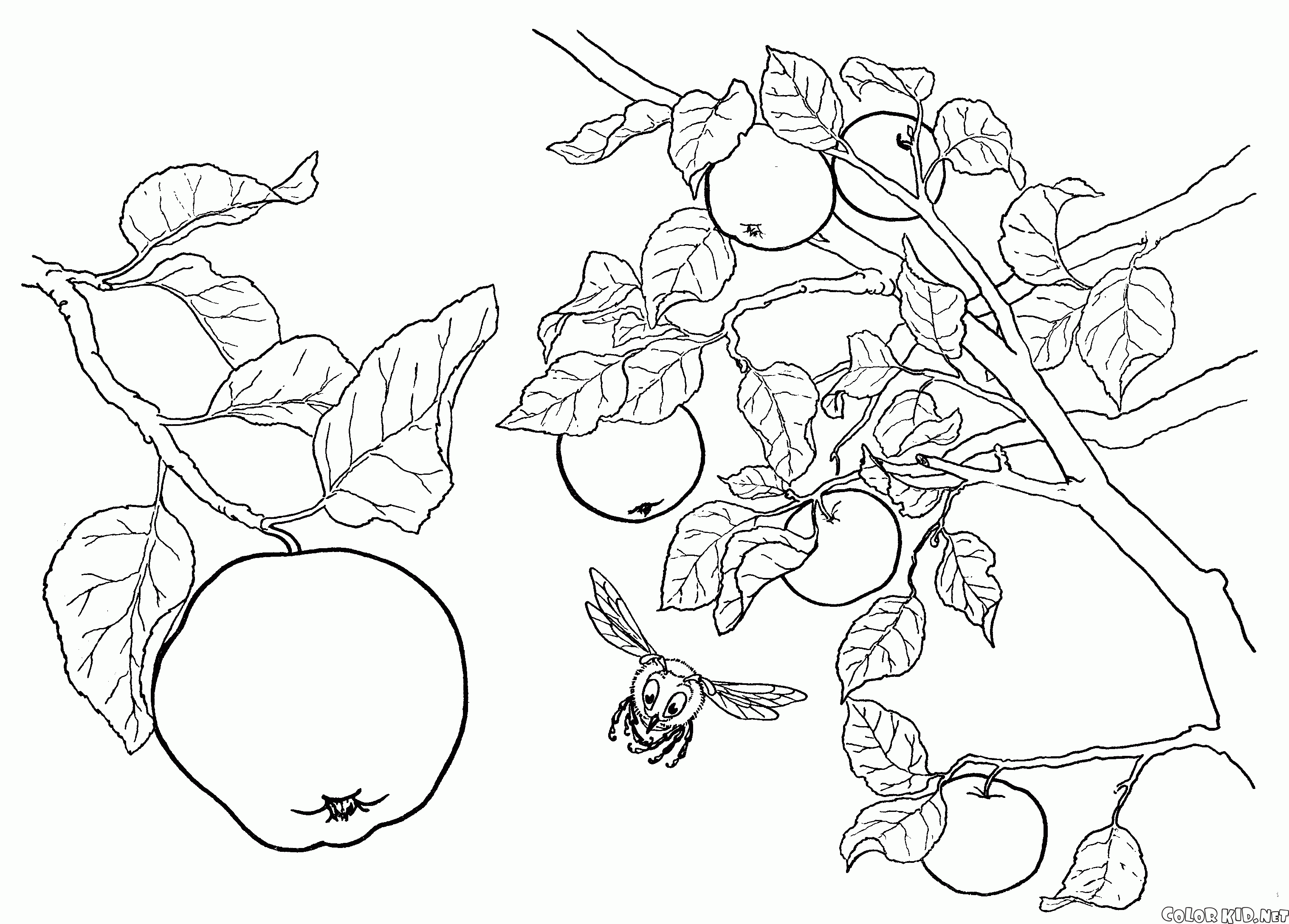 Manzano de la fruta