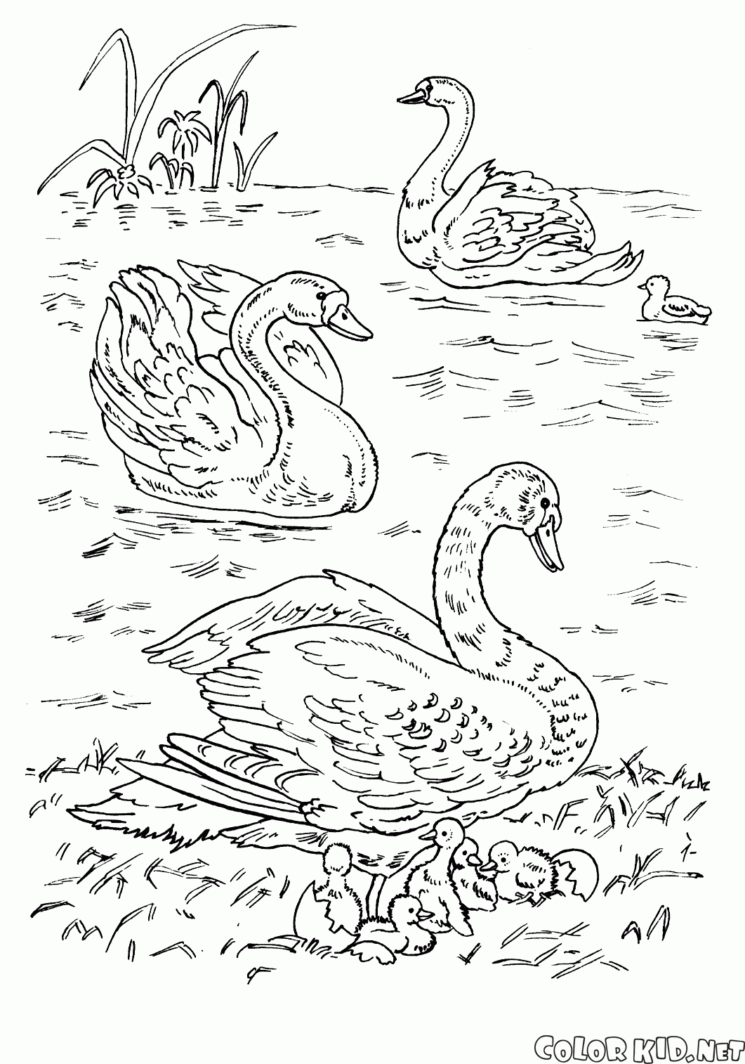 Cisnes en el lago