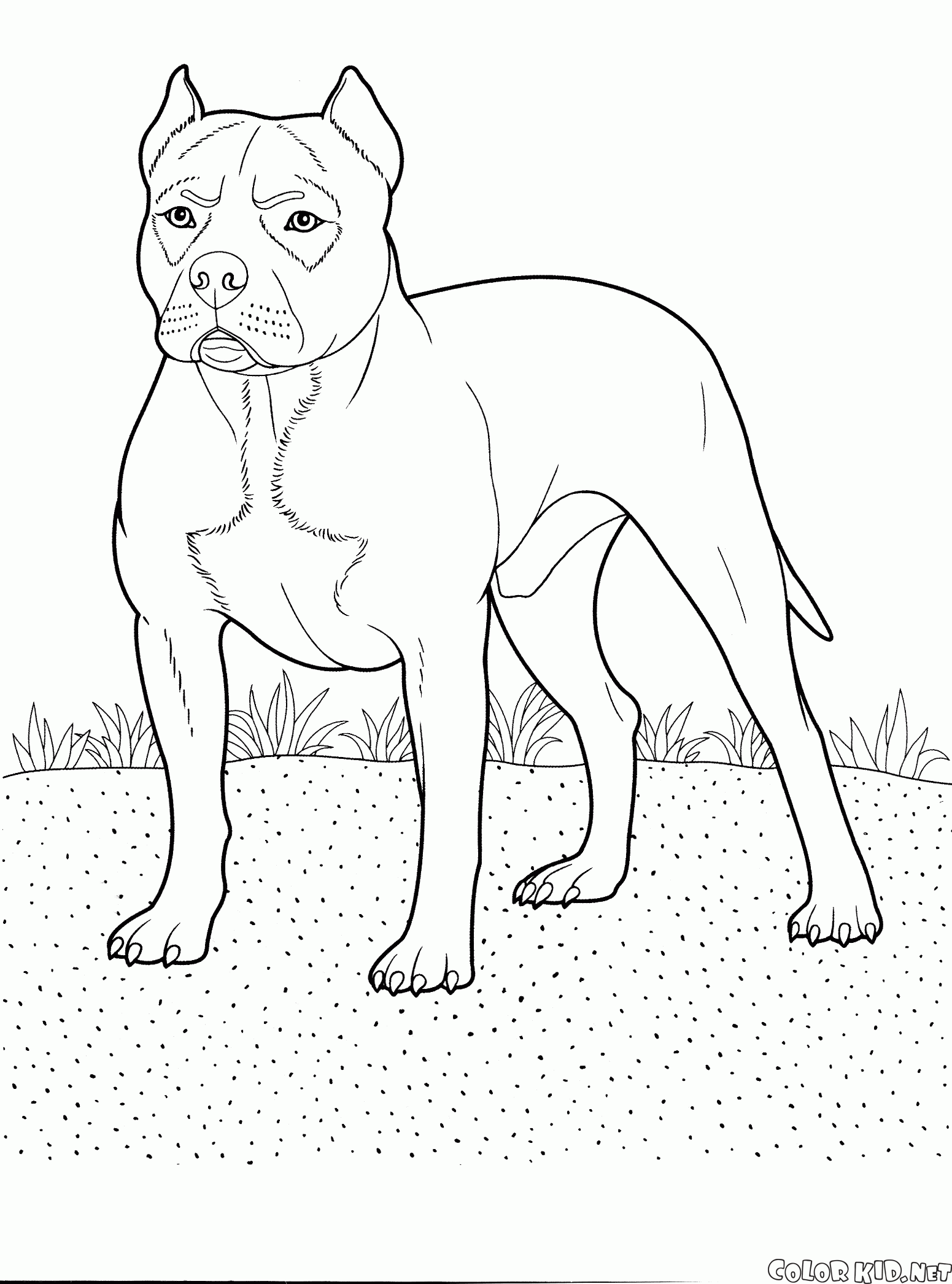 Dibujo para colorear - Pit Bull Terrier