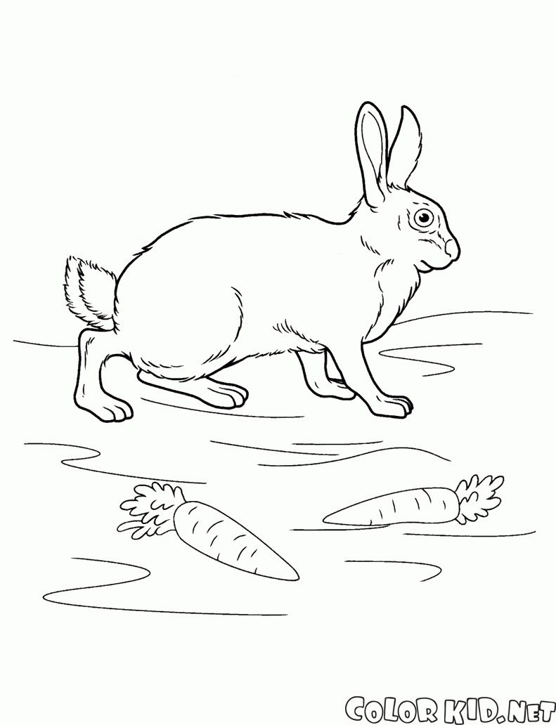 Conejo en la Dehesa