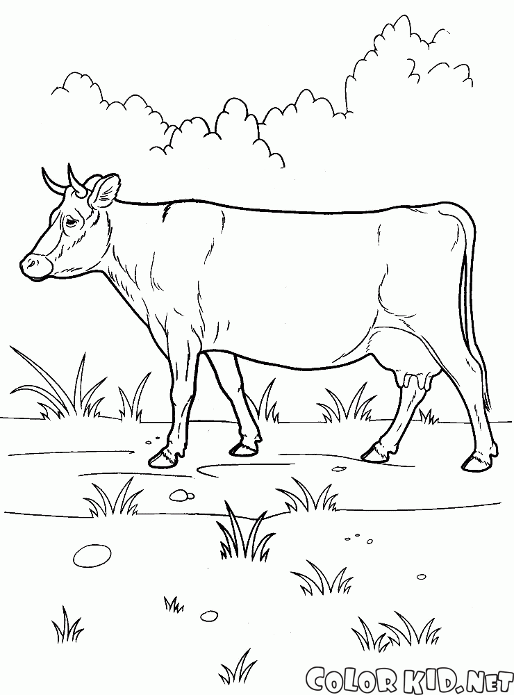 Vaca en un paseo