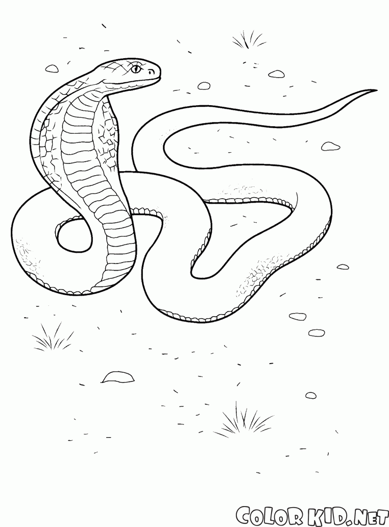 Dibujo para colorear - Cobra en acción