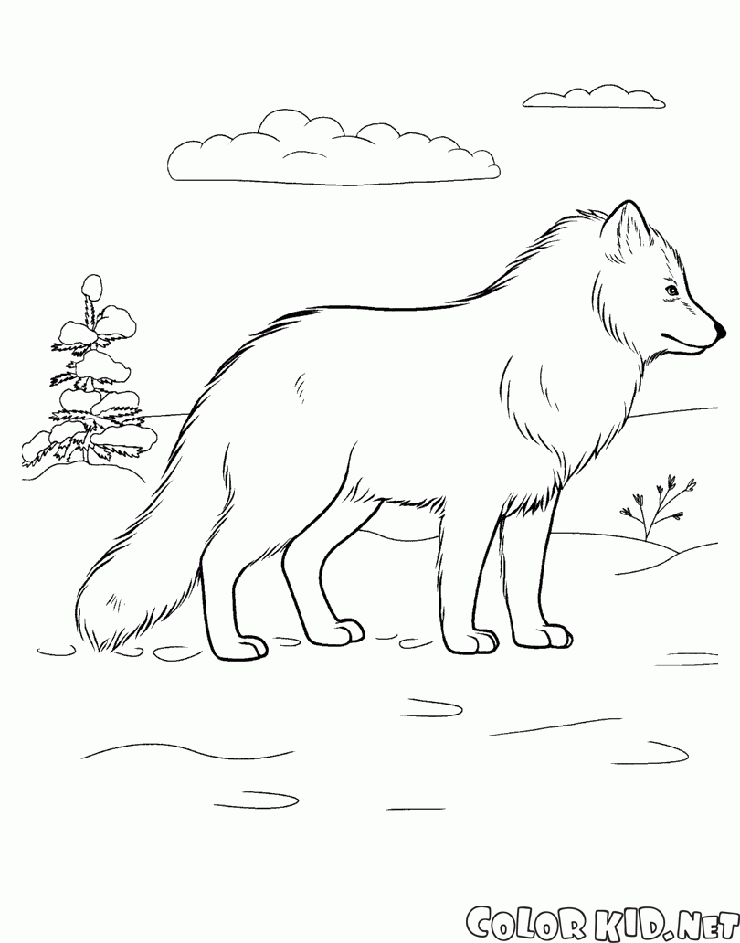 Lobo Artico