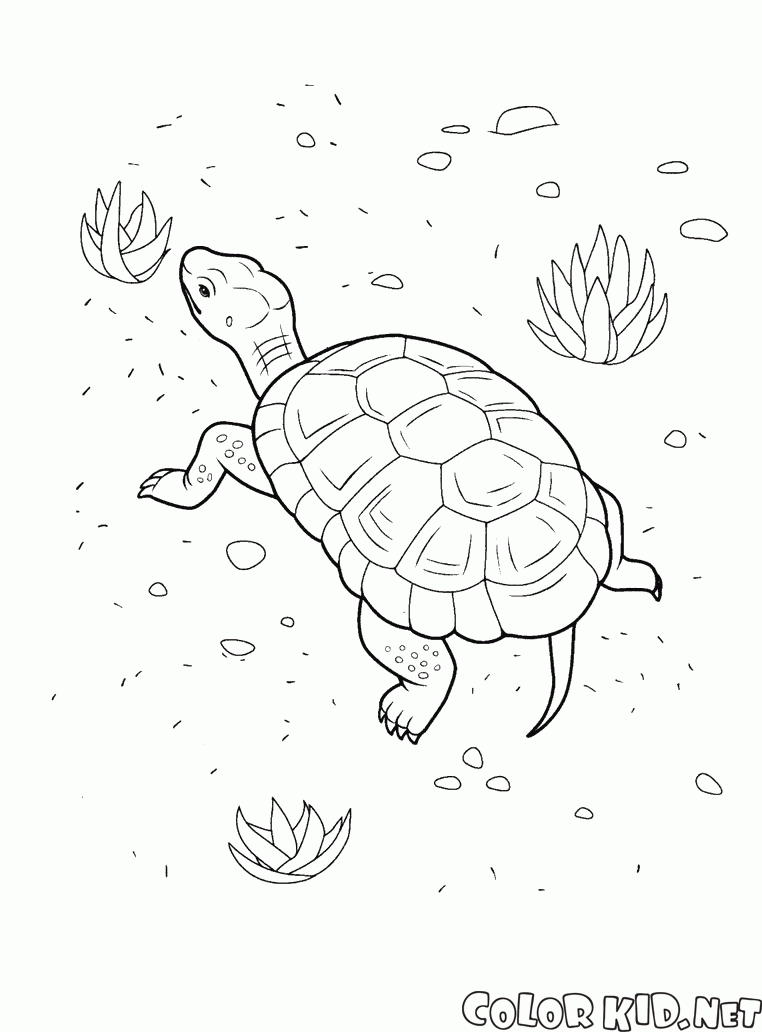 Dibujo para colorear - Tortuga en la playa