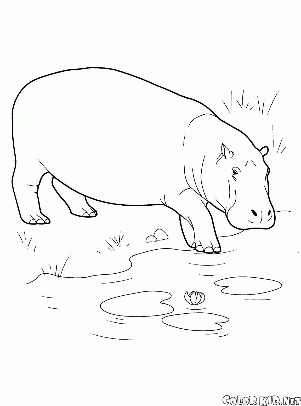 Hippo entra en el cuerpo de agua