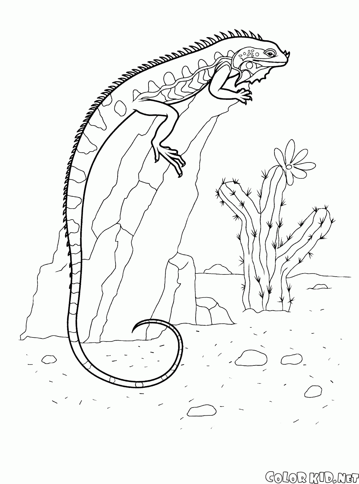 Dibujo para colorear - Iguana en una roca