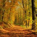 Las estaciones Otoño