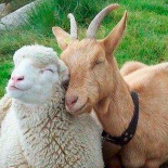 Ovejas y cabras