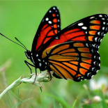 Mariposas
