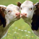 Animales domésticos