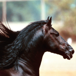 Caballos