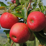 Hojas y frutas