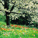 Las estaciones Primavera