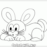 Pequeño conejo