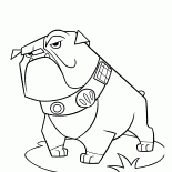 Buldog
