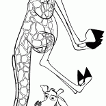 Melman está tonteando