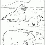 Morsa y osos