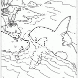 Montar las orcas