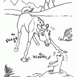 Potro y la ardilla de tierra