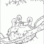 Jerarquía con los pollitos