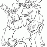 Mooses y osos