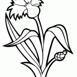 aciano