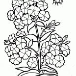 Flox