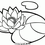 Lirio de agua