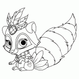 Raccoon aciano