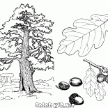 Roble