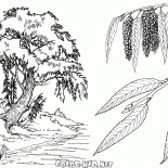 Willow Tree