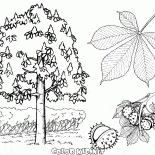 Castaño