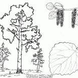 Árboles de Aspen