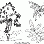 Árbol Rowan