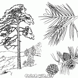 Pinos