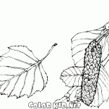 Hojas del abedul