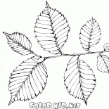Elm follaje