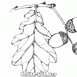Frutos de roble