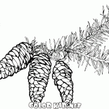 Ramificaciones Spruce con los conos